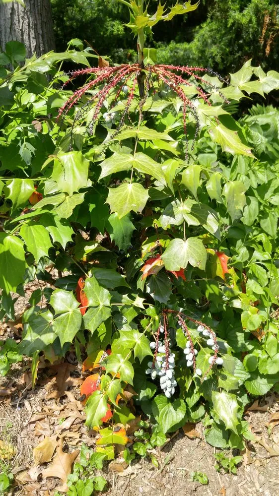 Local yard maintenance in Lancaster, PA by Moma Tree & Lawn care