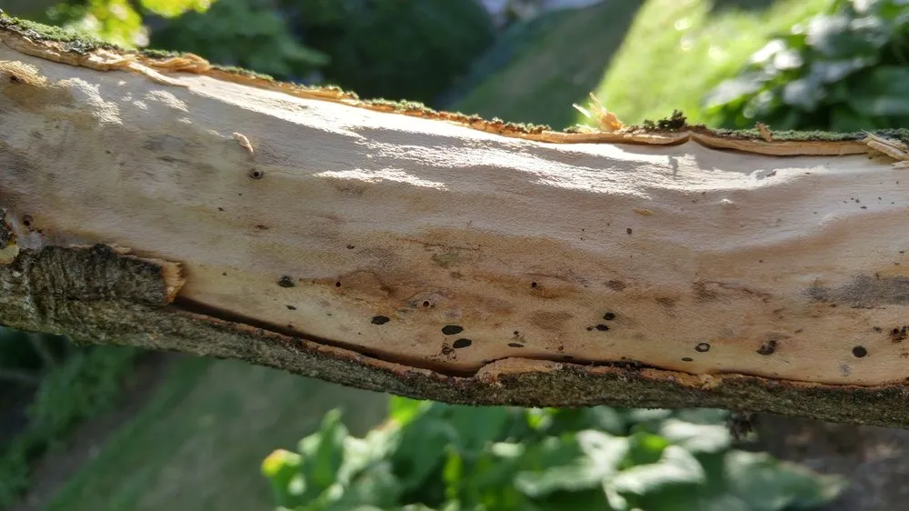 Top-rated residential landscaping in Lancaster, PA - Moma Tree & Lawn care