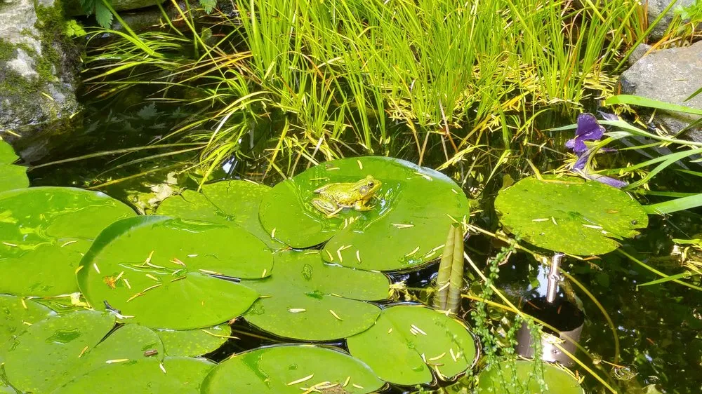 Top-rated landscape installation experts serving Lancaster, PA - Moma Tree & Lawn care