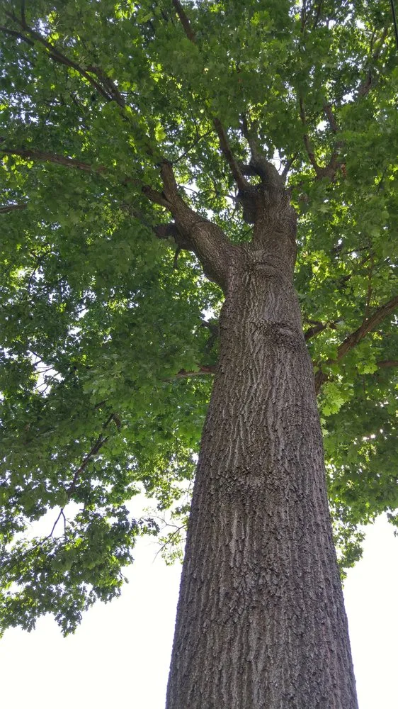 Local landscape installation in Lancaster, PA by Moma Tree & Lawn care