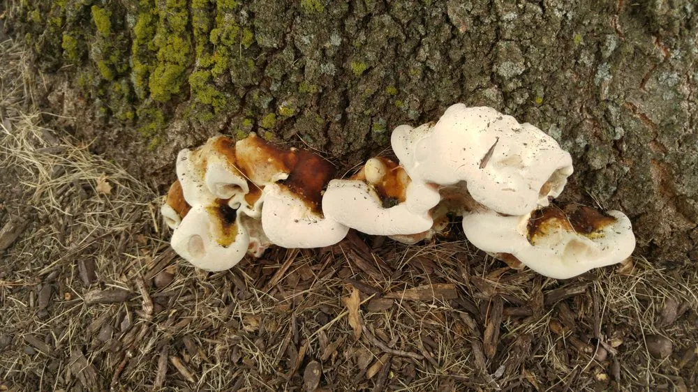 Professional landscaping services in Lancaster, PA by Moma Tree & Lawn care