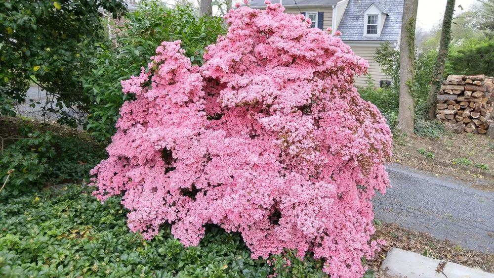 Expert lawn care service experts serving Lancaster, PA - Moma Tree & Lawn care