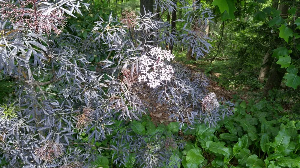 Reliable garden landscaping with custom design in Lancaster, PA by Moma Tree & Lawn care