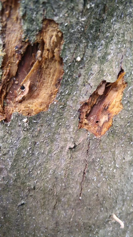 Custom yard maintenance for outdoor upgrades across Lancaster, PA - Moma Tree & Lawn care