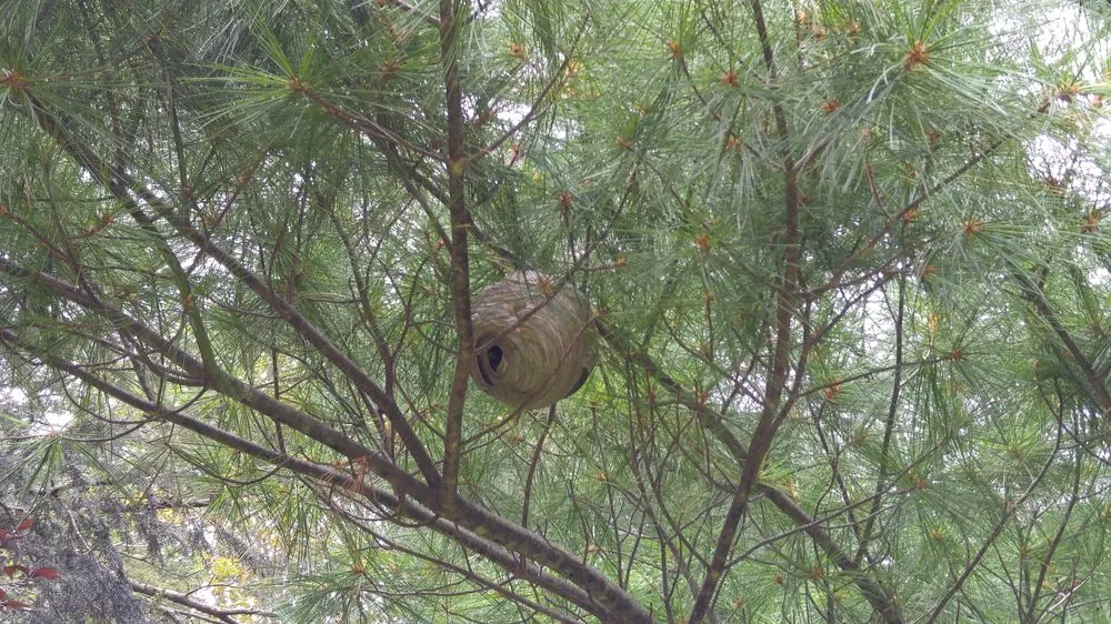 Local yard cleanup service for outdoor upgrades across Lancaster, PA - Moma Tree & Lawn care