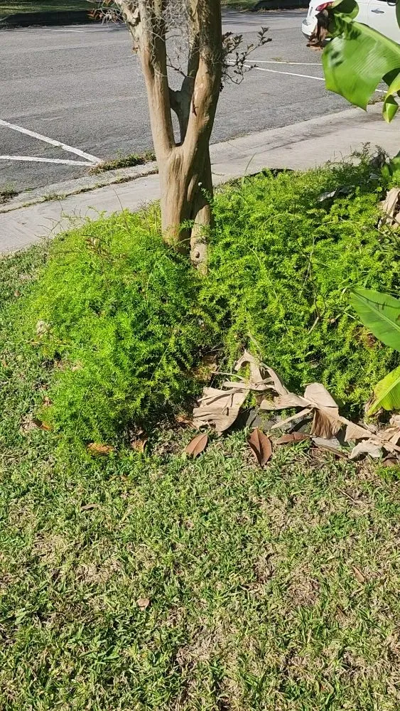 Trusted landscape installation near you in Kingsland, GA by MoMo Lawn Service