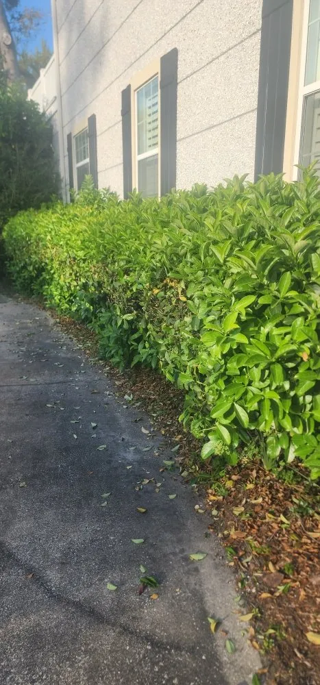 Affordable landscape installation for outdoor upgrades in Kingsland, GA by MoMo Lawn Service