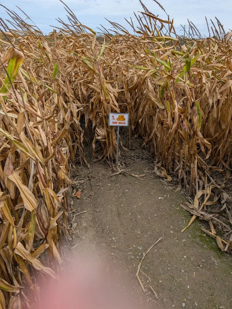 Professional outdoor landscaping in Hamburg, NY by Monaco Garden Center