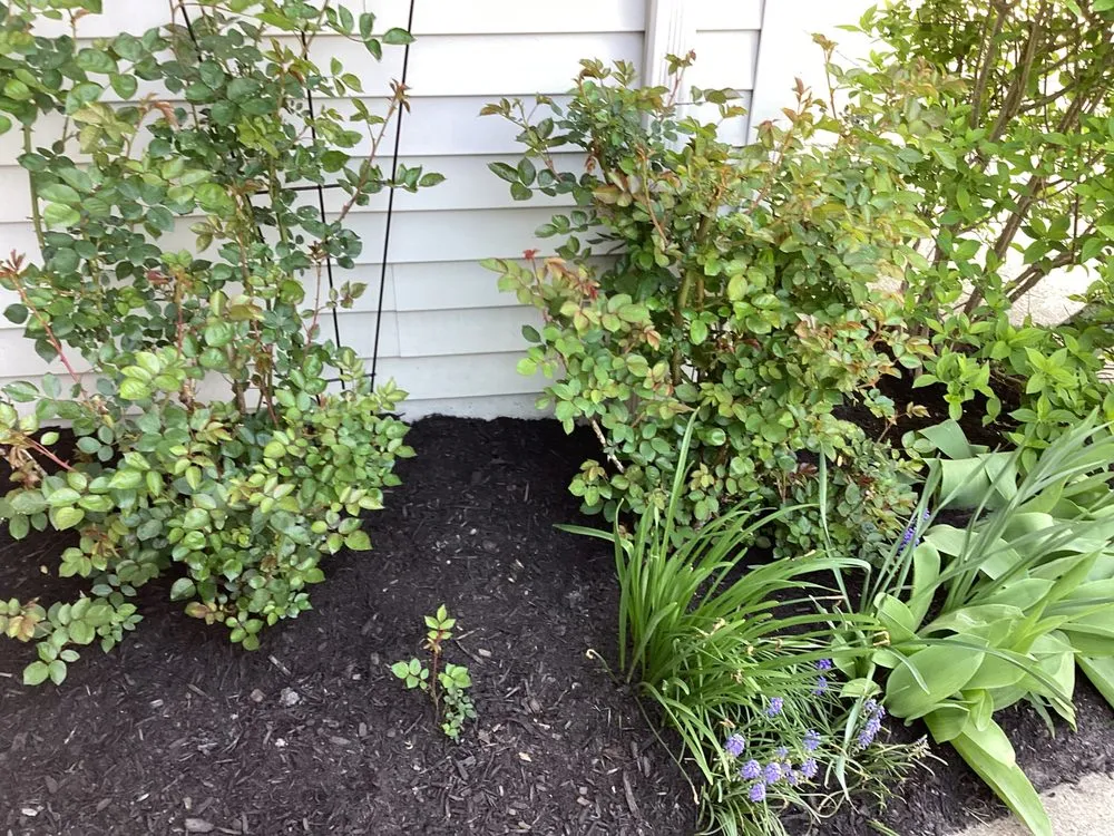 Reliable yard maintenance experts serving Hamburg, NY - Monaco Garden Center