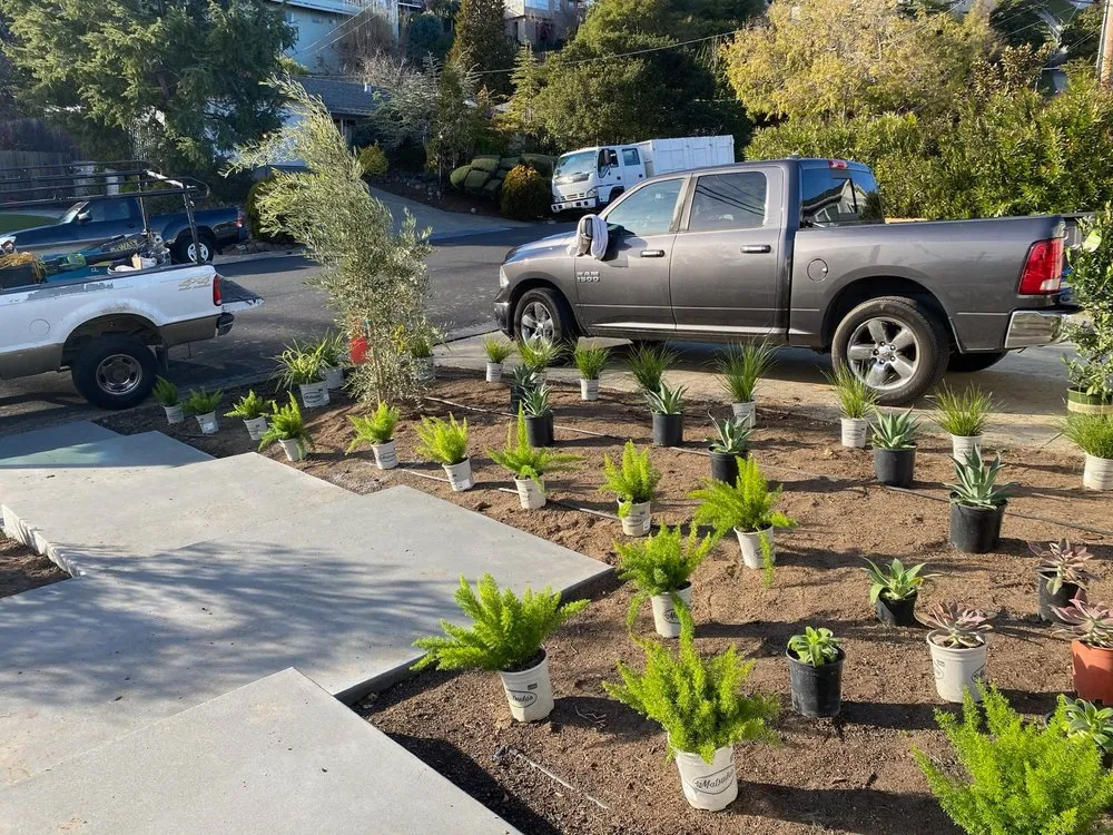 Professional yard cleanup service experts serving San Rafael, CA - Monarch Gardens