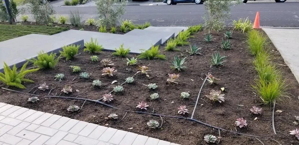 Professional landscaping services in San Rafael, CA - Monarch Gardens