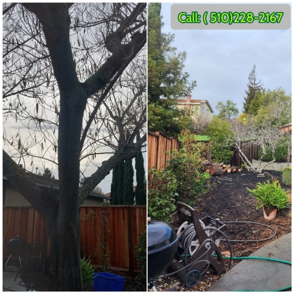 Expert yard cleanup service experts serving Fremont, CA - Monarch Maintenance
