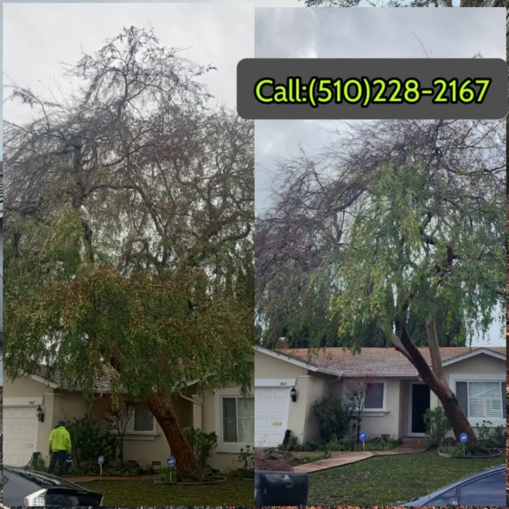 Expert residential landscaping in Fremont, CA - Monarch Maintenance