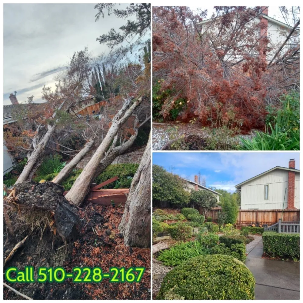 Affordable lawn mowing service for outdoor upgrades across Fremont, CA - Monarch Maintenance