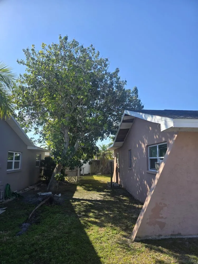 Trusted yard maintenance in Pinellas Park, FL - Monarch Solutions Tree Services and Landscaping