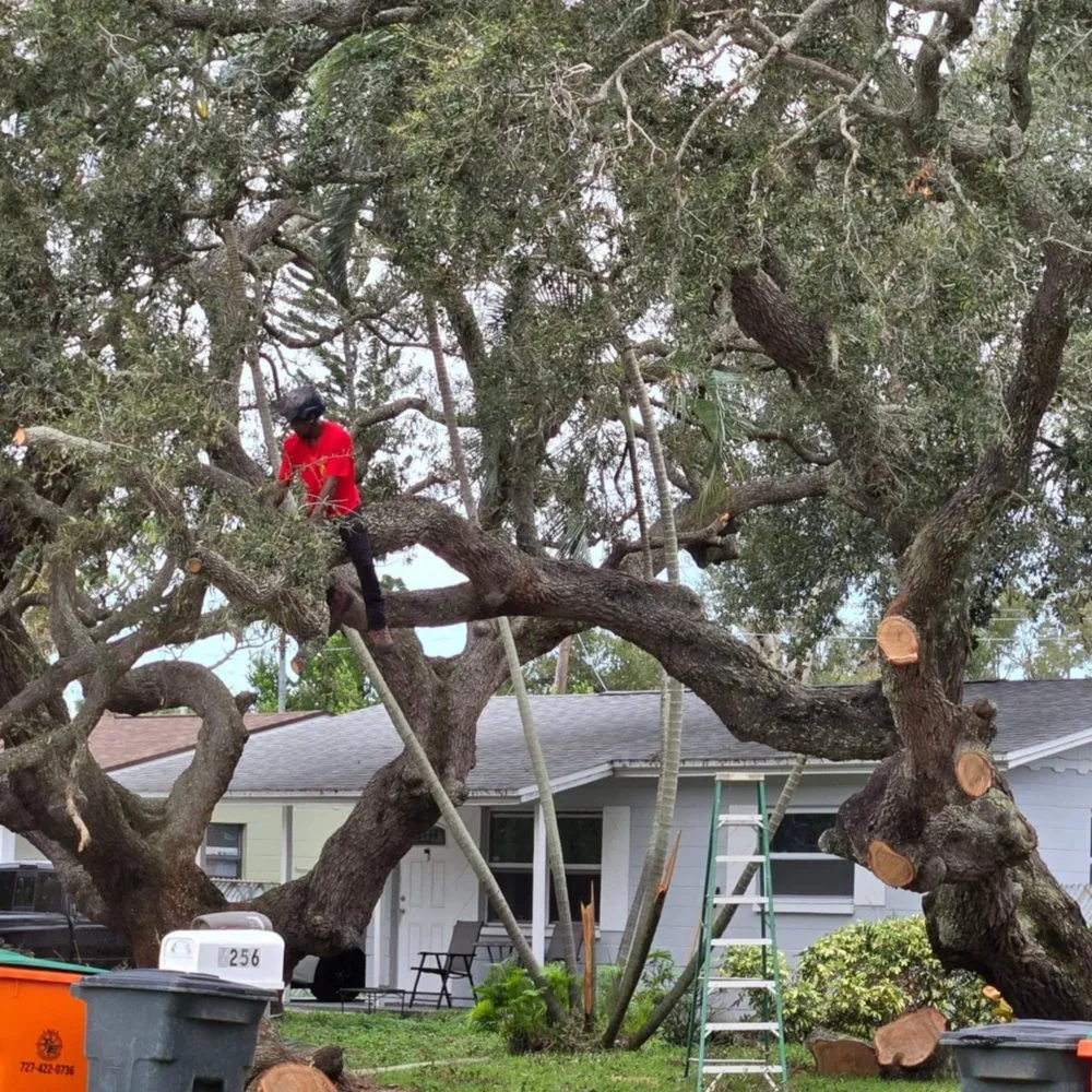 Expert yard maintenance in Pinellas Park, FL by Monarch Solutions Tree Services and Landscaping