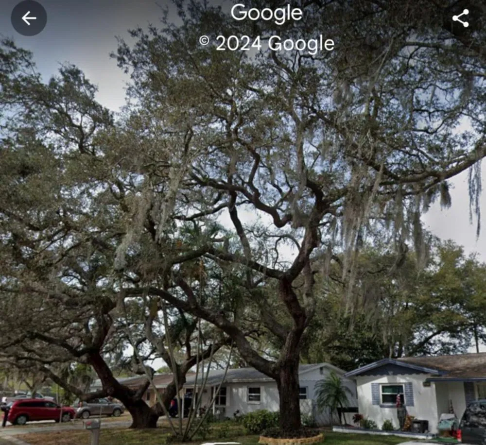 Affordable outdoor landscaping for outdoor upgrades across Pinellas Park, FL - Monarch Solutions Tree Services and Landscaping