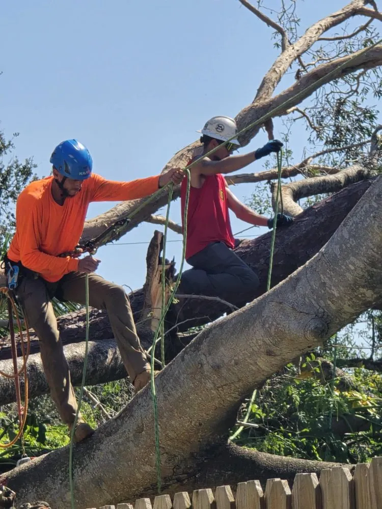 Expert landscaping services for year-round maintenance in Pinellas Park, FL by Monarch Solutions Tree Services and Landscaping