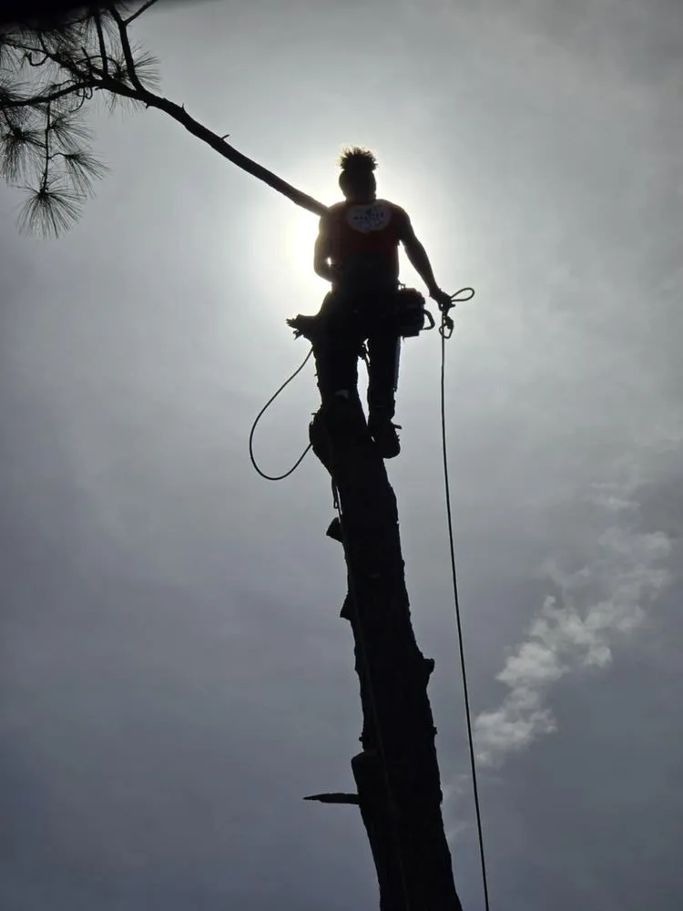 Trusted yard cleanup service experts serving Pinellas Park, FL - Monarch Solutions Tree Services and Landscaping