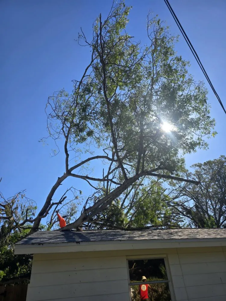 Expert landscape design for outdoor upgrades across Pinellas Park, FL - Monarch Solutions Tree Services and Landscaping