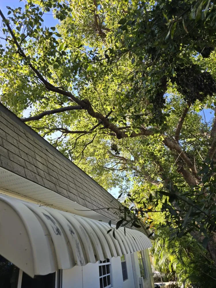 Reliable lawn mowing service experts serving Pinellas Park, FL - Monarch Solutions Tree Services and Landscaping