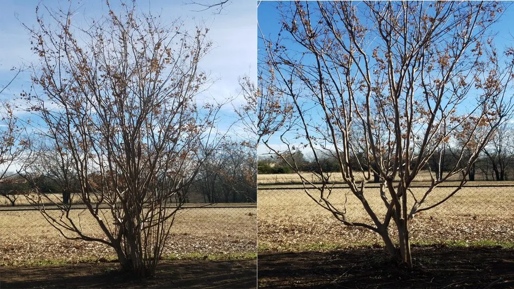 Top-rated yard cleanup service for outdoor upgrades across Sherman, TX - Monarch Tree & Landscaping Service