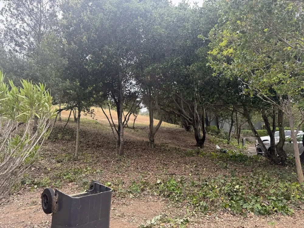 Top-rated yard cleanup service for beautiful yards across Santa Rosa, CA - Monarch Tree Services