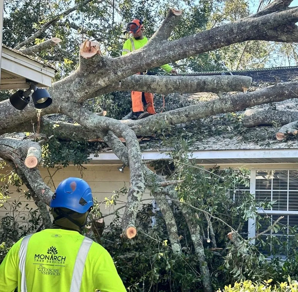 Trusted yard cleanup service experts serving Santa Rosa, CA - Monarch Tree Services