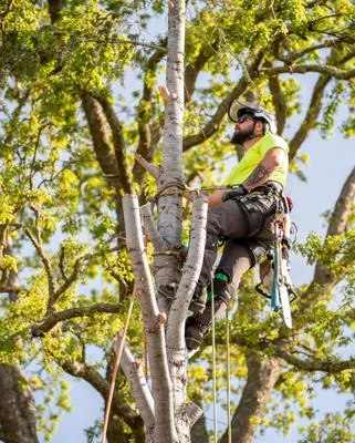 Monarch Tree Services Logo