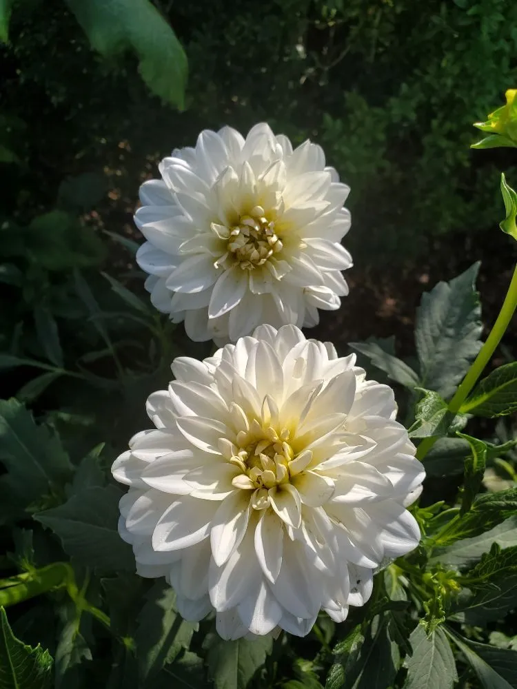 Trusted landscape installation for outdoor upgrades across Bethel, CT - Monarda Garden And Landscaping