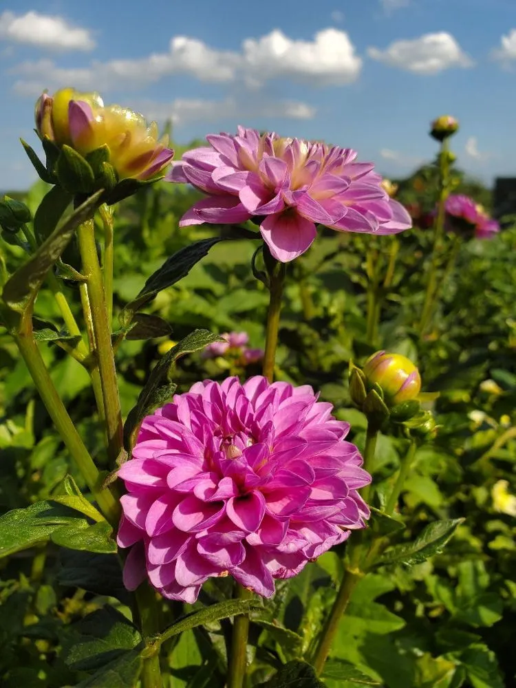 Top-rated garden landscaping near you in Bethel, CT by Monarda Garden And Landscaping