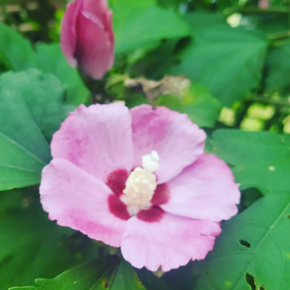 Expert outdoor landscaping experts serving Bethel, CT - Monarda Garden And Landscaping