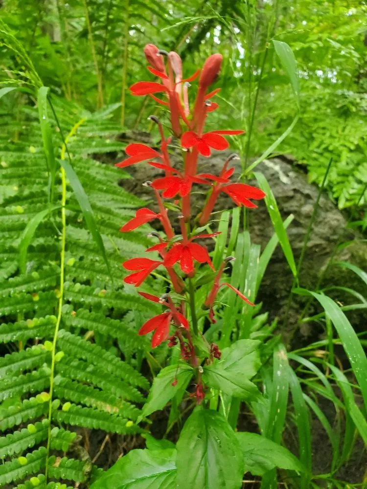 Affordable residential landscaping for outdoor upgrades in Bethel, CT by Monarda Garden And Landscaping