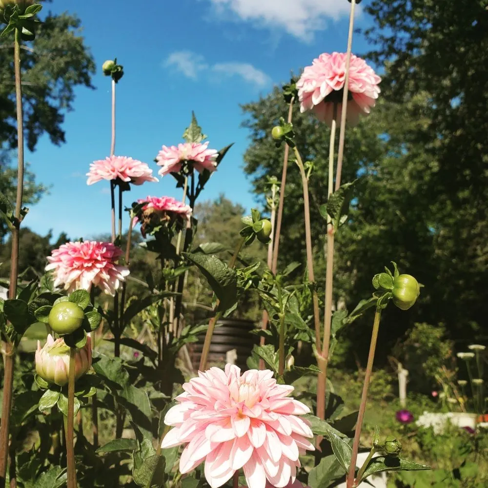 Top-rated landscaping services experts serving Bethel, CT - Monarda Garden And Landscaping