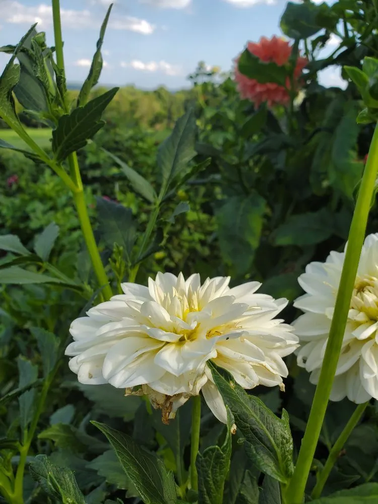 Custom landscape installation in Bethel, CT - Monarda Garden And Landscaping