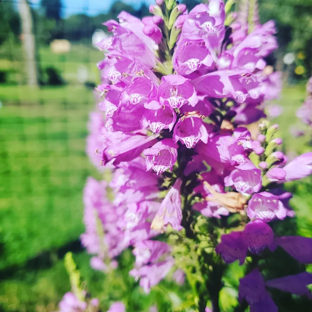 Trusted lawn mowing service in Bethel, CT by Monarda Garden And Landscaping