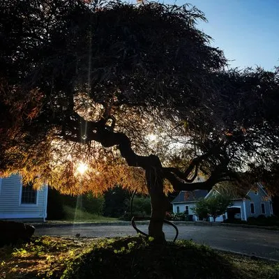 Monarda Garden And Landscaping Logo