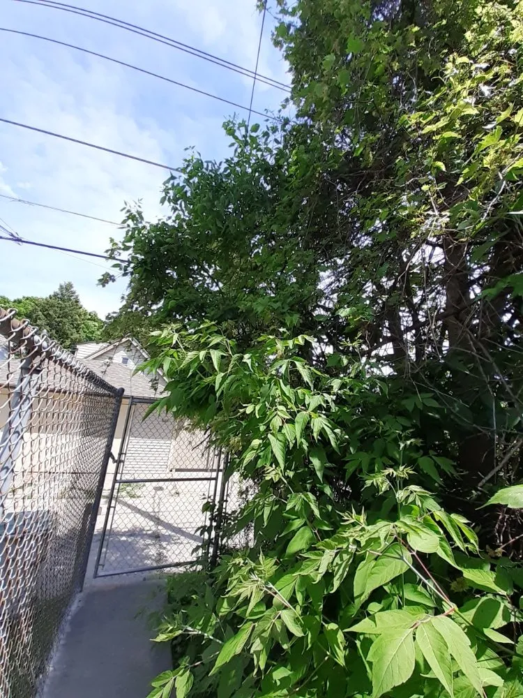 Local yard maintenance in Milwaukee, WI by Mondo's Full Service Lawn Care