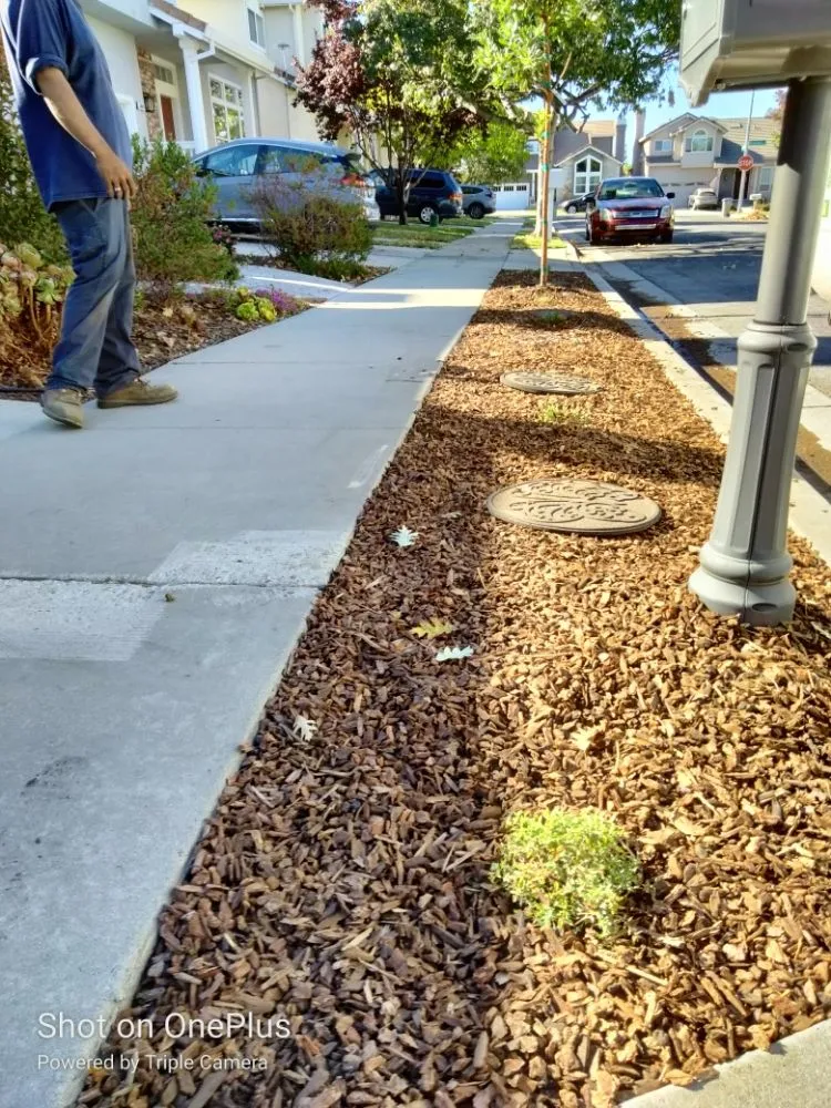 Top-rated residential landscaping for residential properties across San Jose, CA - Mondy's Landscape Maintenance & Handyman Services