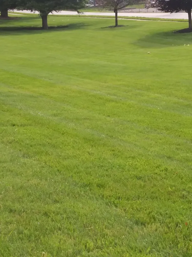 Reliable yard cleanup service for year-round maintenance across Louisville, KY - Money Bag Crazy