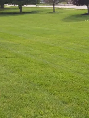 Money Bag Crazy Logo