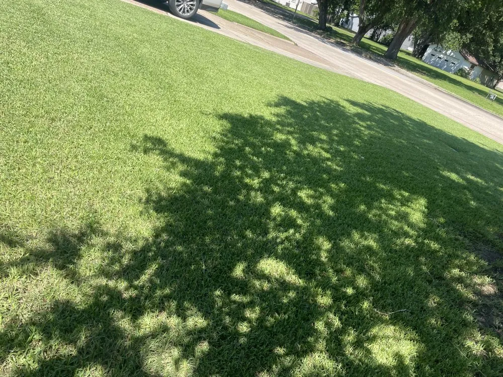 Professional yard cleanup service in Port Neches, TX - MoneyMagic Lawn Service