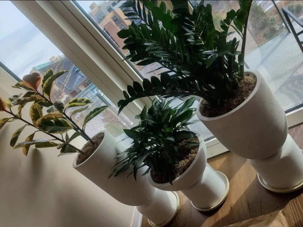 Top-rated yard maintenance for beautiful yards across Washington DC, DC - Monge Landscaping