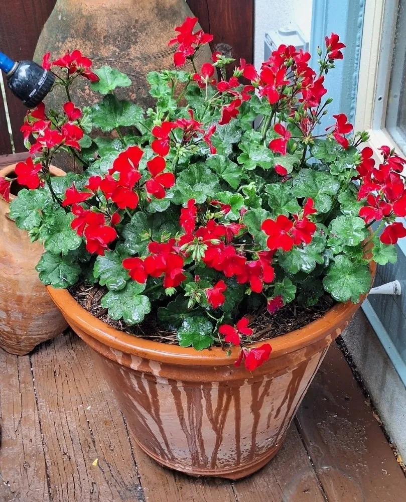 Custom lawn care service in Washington DC, DC - Monge Landscaping