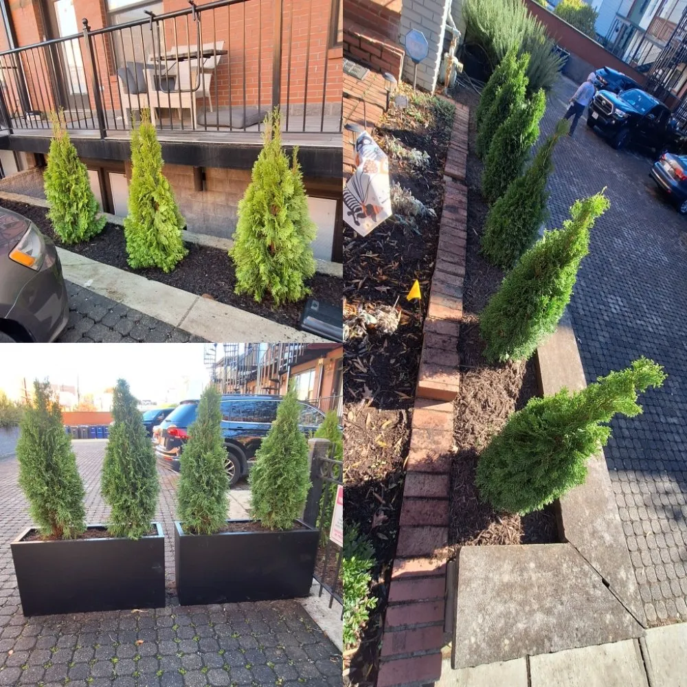 Custom garden landscaping in Washington DC, DC by Monge Landscaping