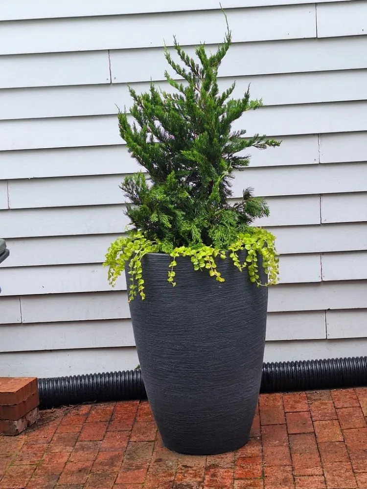 Professional residential landscaping in Washington DC, DC - Monge Landscaping