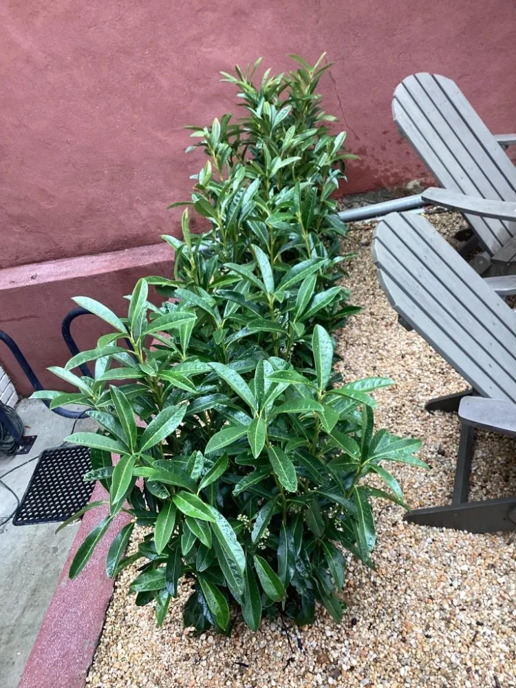 Professional lawn care service for beautiful yards in Washington DC, DC by Monge Landscaping