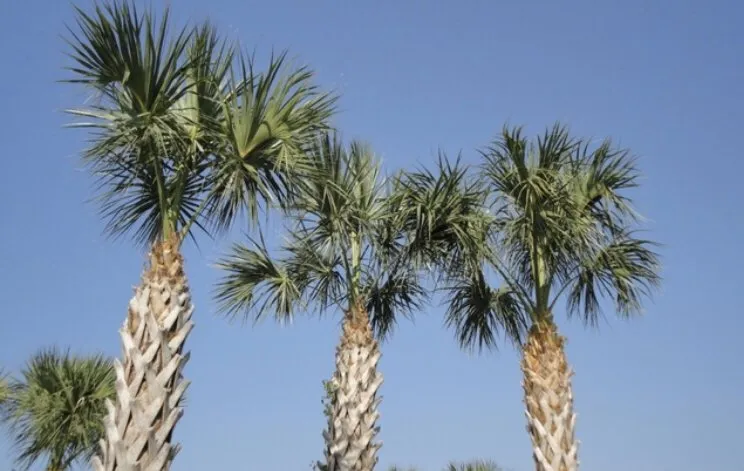 Affordable residential landscaping for outdoor upgrades across Sarasota, FL - Moni’Betty’s Lawn & Tree Care