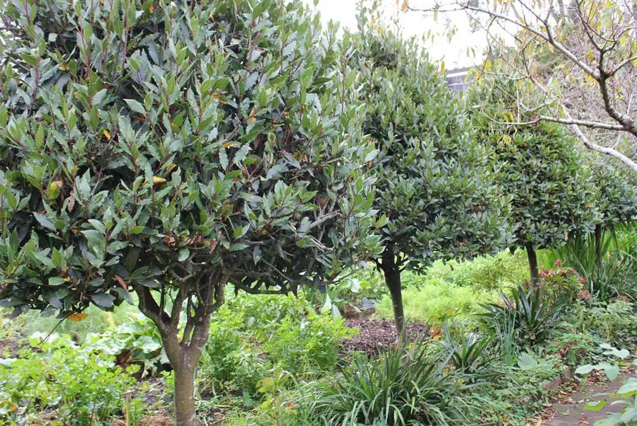 Local outdoor landscaping for homes across Sarasota, FL - Moni’Betty’s Lawn & Tree Care