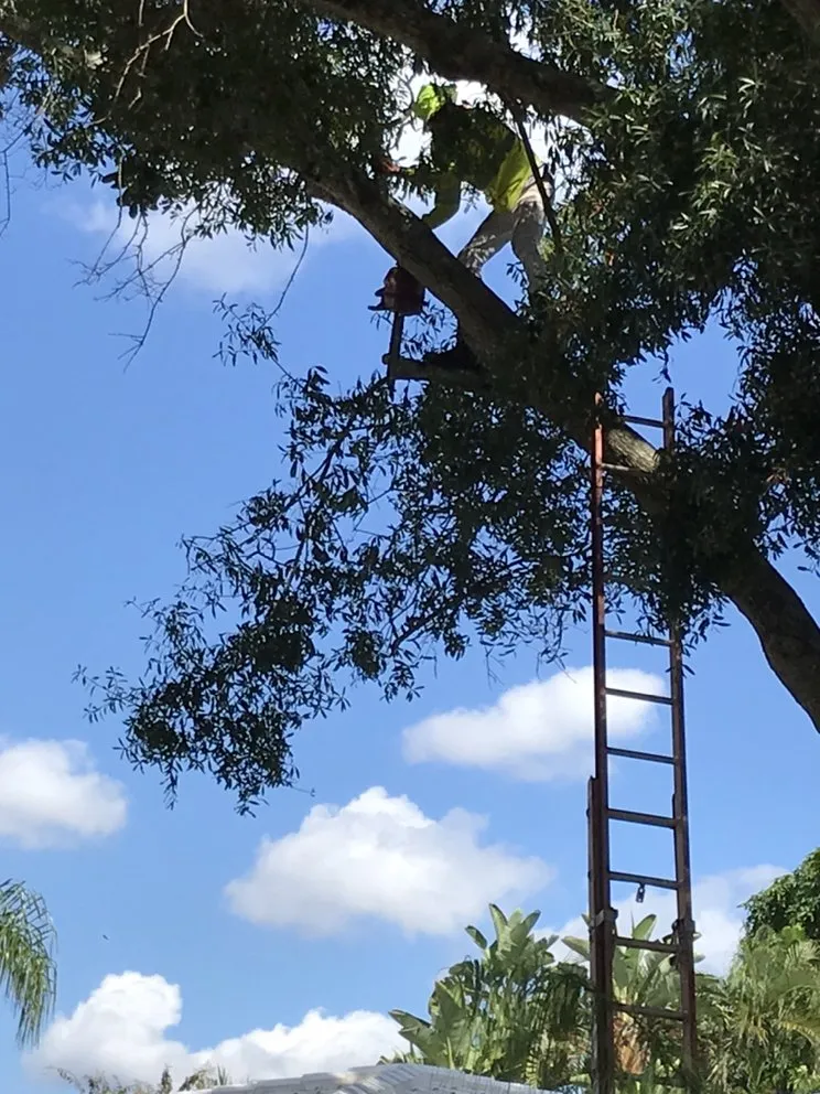 Top-rated lawn mowing service experts serving Sarasota, FL - Moni’Betty’s Lawn & Tree Care